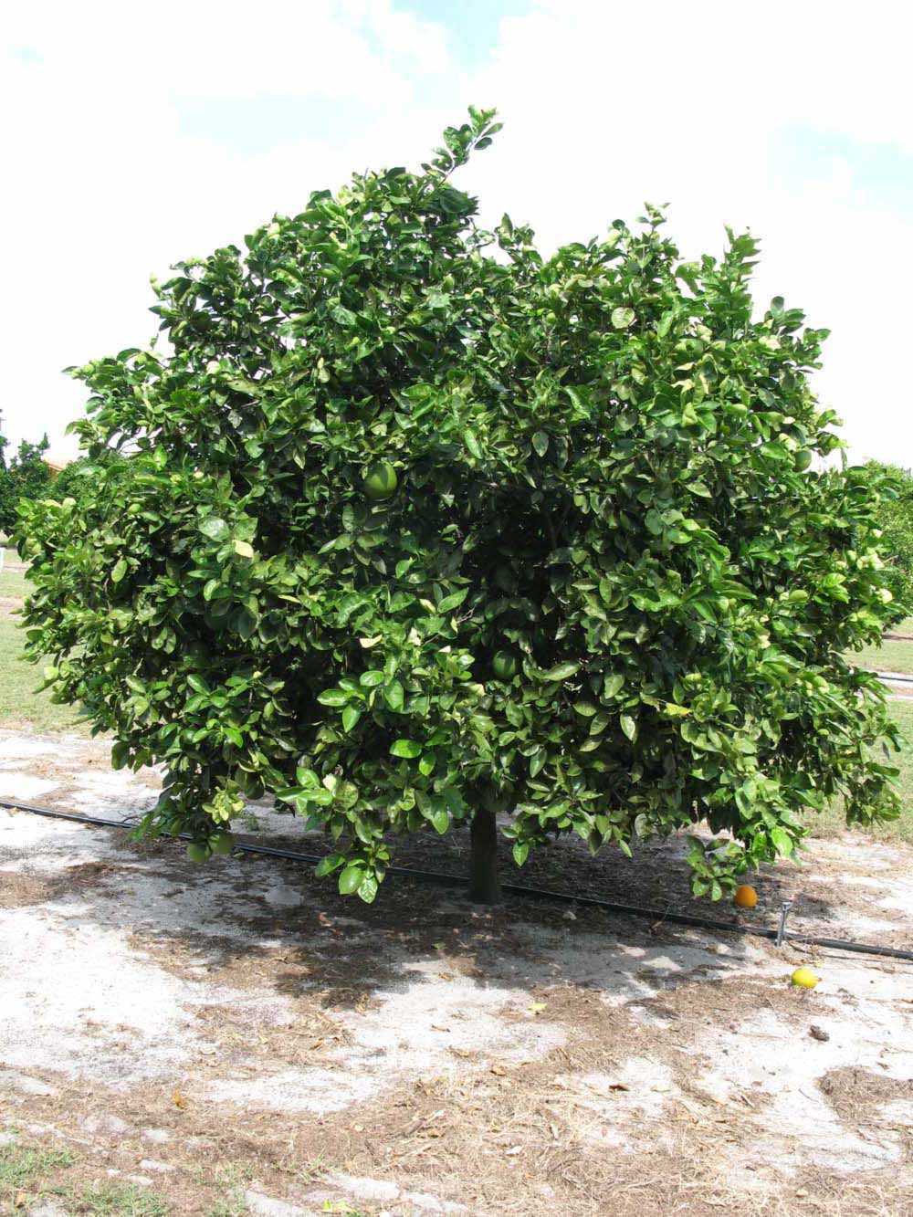            Habit (Winter Haven, FL)   